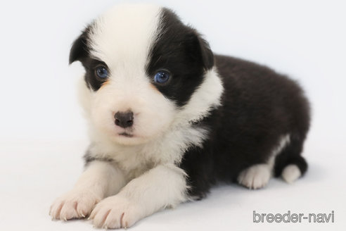 成約済の神奈川県のボーダーコリー-359957の2枚目